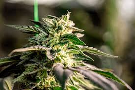 The Ultimate Guide to Cultivating Quality Weed Seeds in Ohio