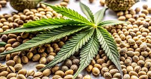 The Ultimate Guide to Cultivating Quality Weed Seeds in Ohio